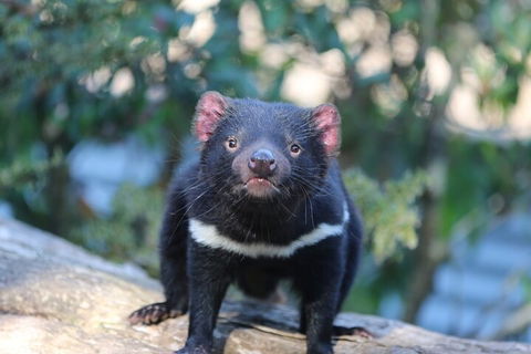 1-Hour Tasmanian Devil Feeding Day Tour At Cradle Mountain - Yarra Valley Accommodation 1