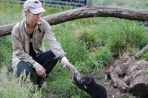 1-Hour Tasmanian Devil Feeding Day Tour At Cradle Mountain - Yarra Valley Accommodation 2