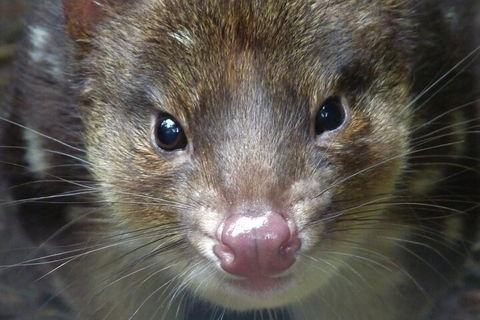 1-Hour Tasmanian Devil Feeding Day Tour At Cradle Mountain - Yarra Valley Accommodation 3