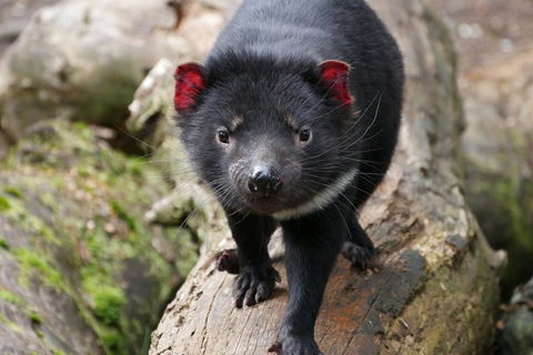 1-Hour Tasmanian Devil Feeding Day Tour At Cradle Mountain - Yarra Valley Accommodation 4