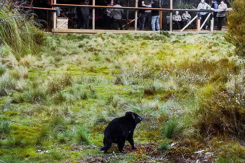 1-Hour Tasmanian Devil Feeding Day Tour At Cradle Mountain - Yarra Valley Accommodation 5