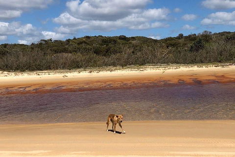 Pippies 3 Days 2 Nights Fraser Island Tour - Yarra Valley Accommodation 2