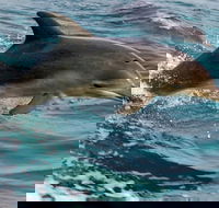 1.5HR Mudjimba Island Wildlife Safari - Yarra Valley Accommodation