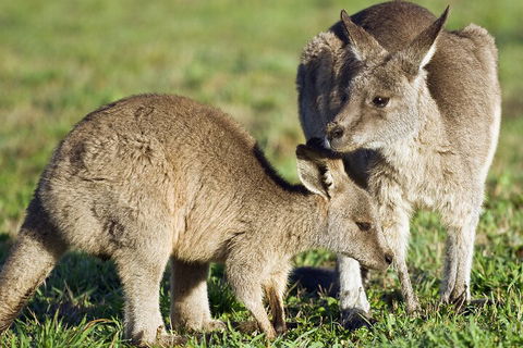 LGBT+ Friendly Full Day Phillip Island Private Tour - Yarra Valley Accommodation 3