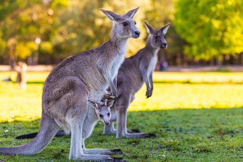 LGBT+ Friendly Full Day Phillip Island Private Tour - Yarra Valley Accommodation 4