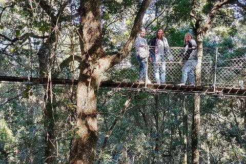 Lamington National Park, O'Reilly's & Vineyard Tour - Yarra Valley Accommodation 2