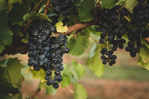 Hideaway Private Tours Hunter Valley- Indulgence Wine Tour (Full Day) - Yarra Valley Accommodation 3