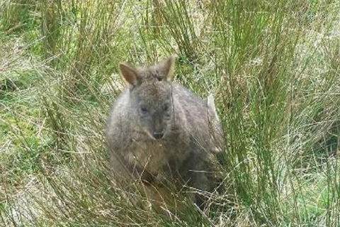 Leven Canyon Day Trip Including Wings Wildlife Park Or Gunns Plains Caves - Yarra Valley Accommodation 3