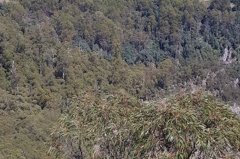 Leven Canyon Day Trip Including Wings Wildlife Park Or Gunns Plains Caves - Yarra Valley Accommodation 4
