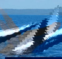 Mooloolaba Whale Watching Tour - Yarra Valley Accommodation
