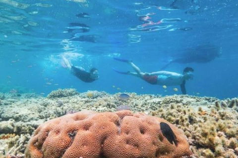 Great Barrier Reef Day Cruise To Reefworld - Yarra Valley Accommodation 1