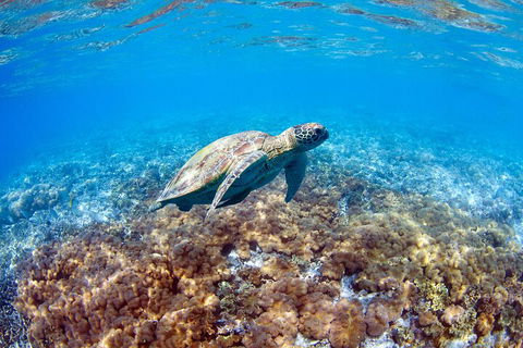 Great Barrier Reef Day Cruise To Reefworld - Yarra Valley Accommodation 5