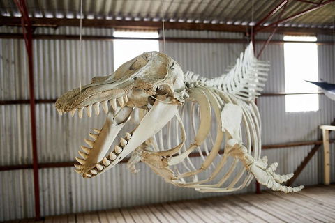 Albany's Whale Story - Yarra Valley Accommodation 3