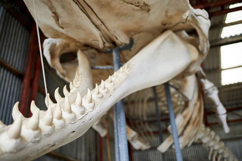 Albany's Whale Story - Yarra Valley Accommodation 5