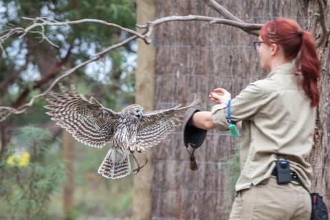 Moonlit Sanctuary Wildlife Conservation Park Daytime General Entry Ticket - Yarra Valley Accommodation 1