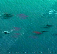 40-45 Minute Port Stephens and Stockton Beach Helicopter Flight - For 2 - Yarra Valley Accommodation