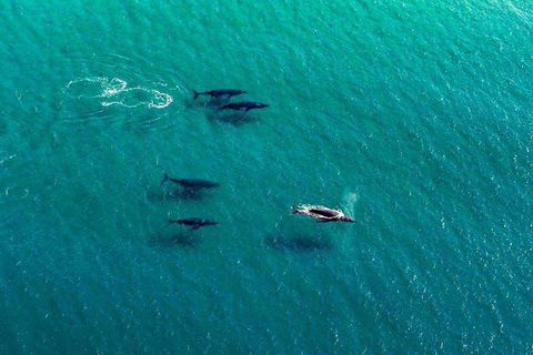 40-45 Minute Port Stephens And Stockton Beach Helicopter Flight - For 2 - Yarra Valley Accommodation 0