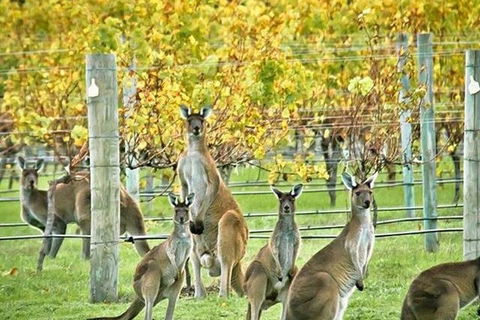Margaret River Indulge And Discover Day Tour - Yarra Valley Accommodation 0