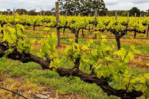 Margaret River Indulge And Discover Day Tour - Yarra Valley Accommodation 5