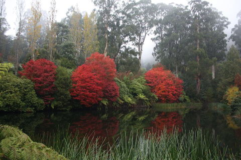 LGBT+ Friendly Full Day Yarra Valley & Dandenong Ranges Private Tour - Yarra Valley Accommodation 2