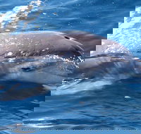 Jervis Bay Dolphin Watch Cruise - Yarra Valley Accommodation