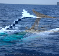 Whale Watching Jervis Bay - Yarra Valley Accommodation