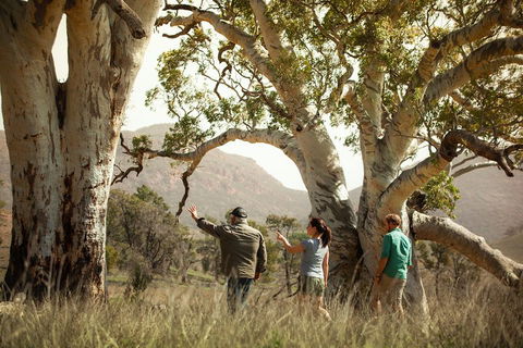 Yura Udnyu - Our Culture, Your Culture (Aboriginal Cultural Walk) - Yarra Valley Accommodation 5