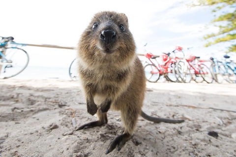 Rottnest Island Round-Trip Ferry From Perth Or Fremantle - Yarra Valley Accommodation 3