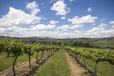 Hunter Valley Wine Tour From Sydney Incl Lunch, Cheese, Chocolate And Distillery - Yarra Valley Accommodation 0