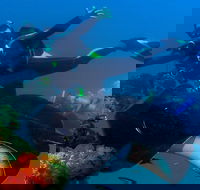 Scuba Dive the S.S. Yongala Wreck on the Great Barrier Reef. - Yarra Valley Accommodation