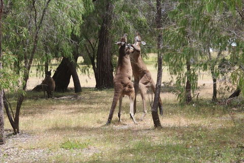 Margaret River Coastal And Wildlife Eco Trip From Busselton Or Dunsborough - Yarra Valley Accommodation 1