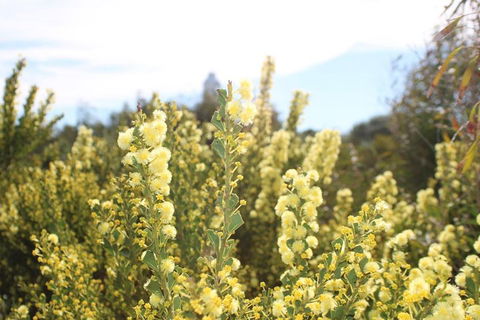 Margaret River Coastal And Wildlife Eco Trip From Busselton Or Dunsborough - Yarra Valley Accommodation 4
